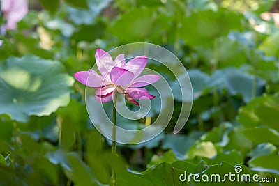 è·èŠ± Stock Photo